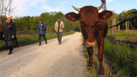 В России могут открыть сервисные центры по выращиванию скота